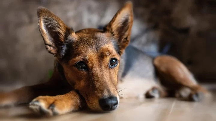 Der ideale Schlafplatz für den Hund – wo sollte der Vierbeiner am besten liegen?