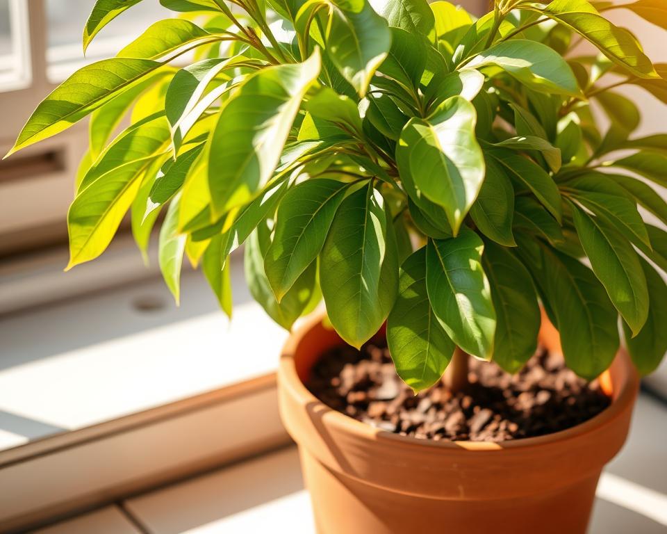 Mangopflanze im richtigen Topf mit passender Erde