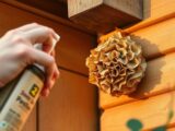 wespennest selbst entfernen hausmittel